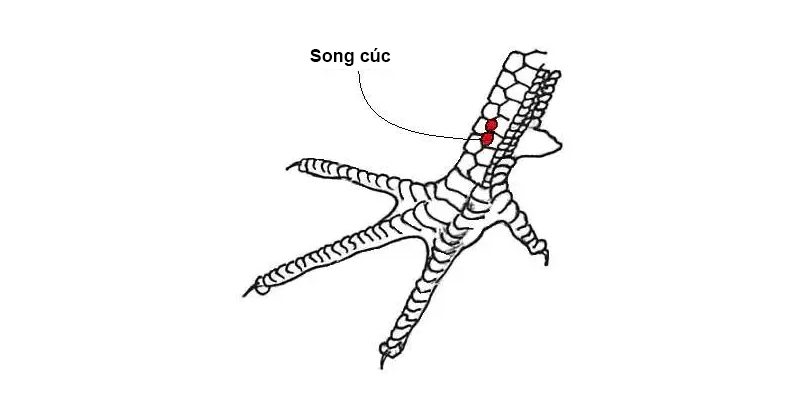 Vảy song cúc 