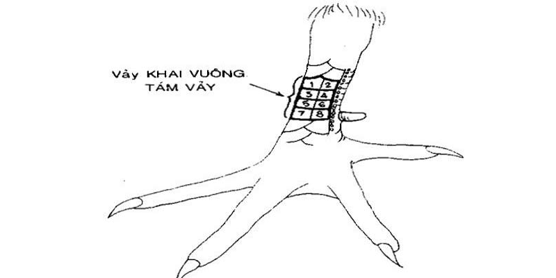 Khai vuông tám vảy